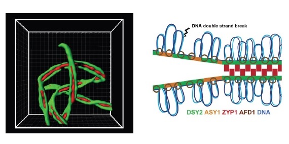The Axial Element Protein DESYNAPTIC2 Mediates Meiotic Double-Strand Break Formation and Synaptonemal Complex Assembly in Maize