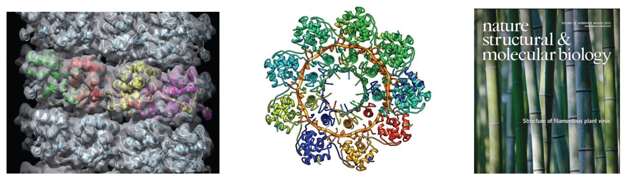 長絲狀彎曲病毒的分子基本結構