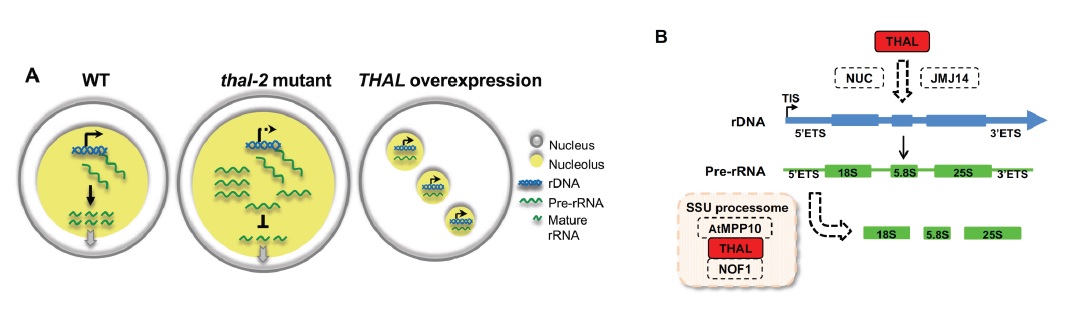 植物rRNA生合成缺陷對胚胎發育的衝擊