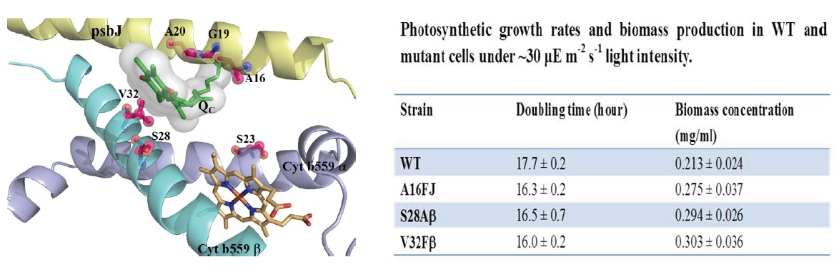 The Physiological Function of the Qc Site in Photosystem II