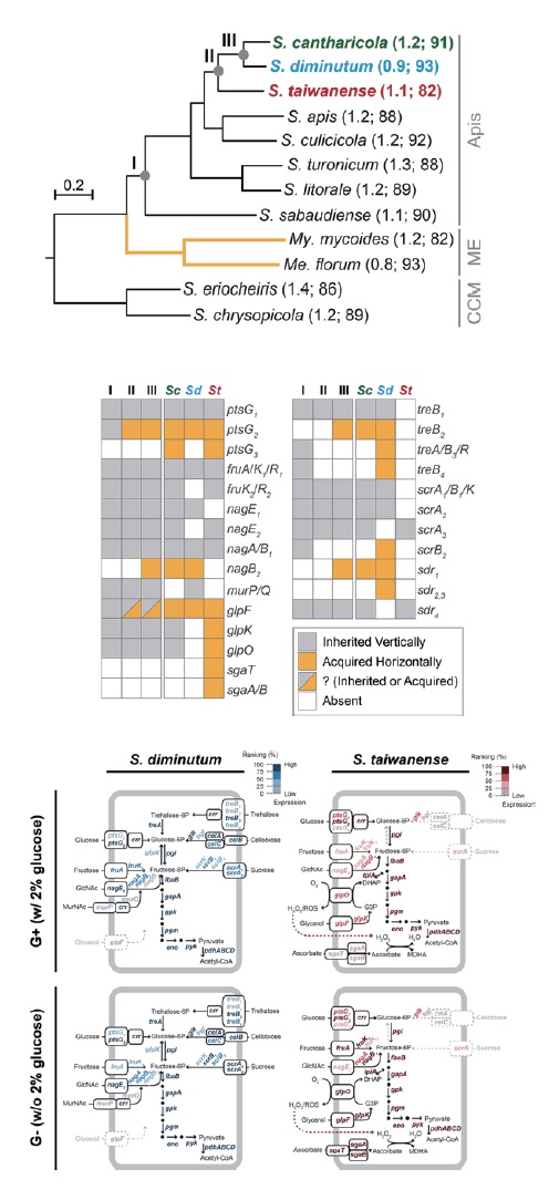 蚊科昆蟲共生菌的水平基因轉移與轉錄調控