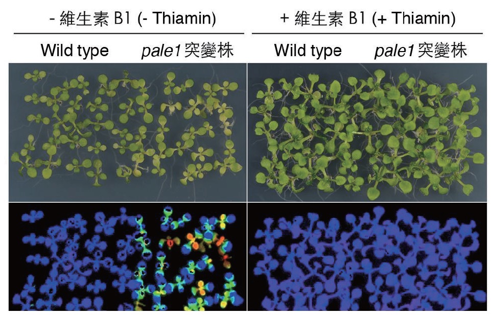 植物合成維生素B1的完整路徑