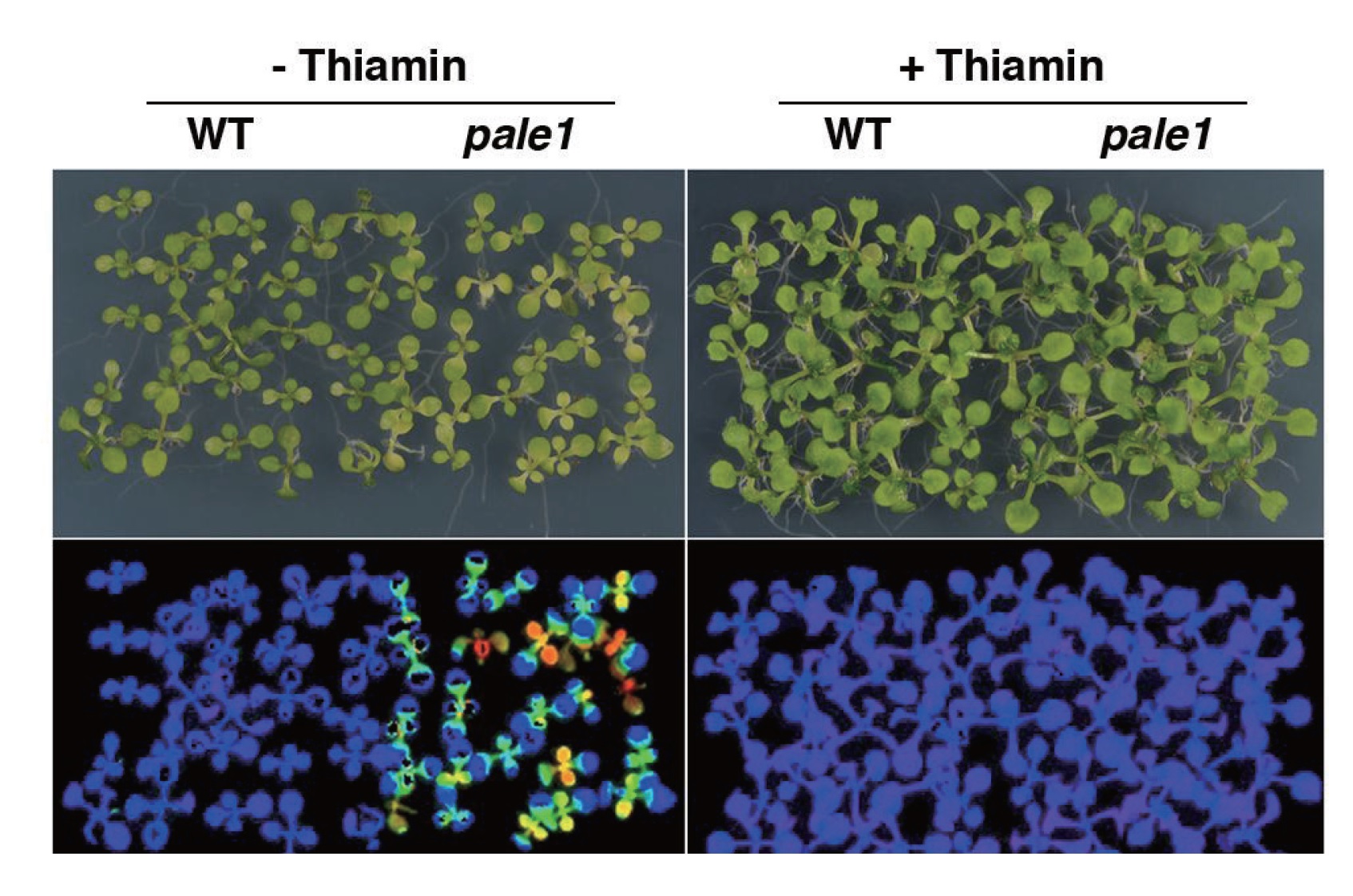 The Arabidopsis Thiamin-Deficient Mutant pale green1 Lacks Thiamin Monophosphate Phosphatase of the Vitamin B1 Biosynthesis Pathway