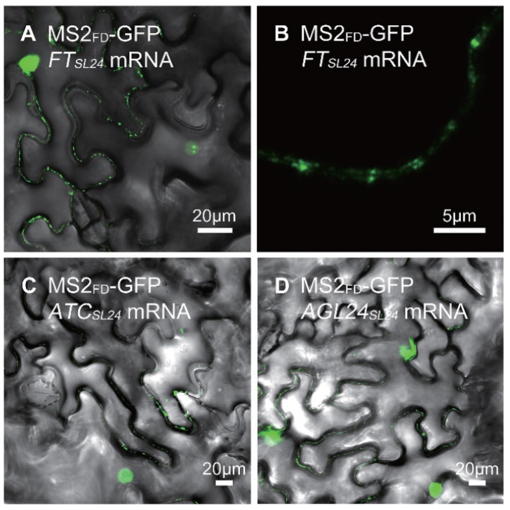 Lighting up the Doors
