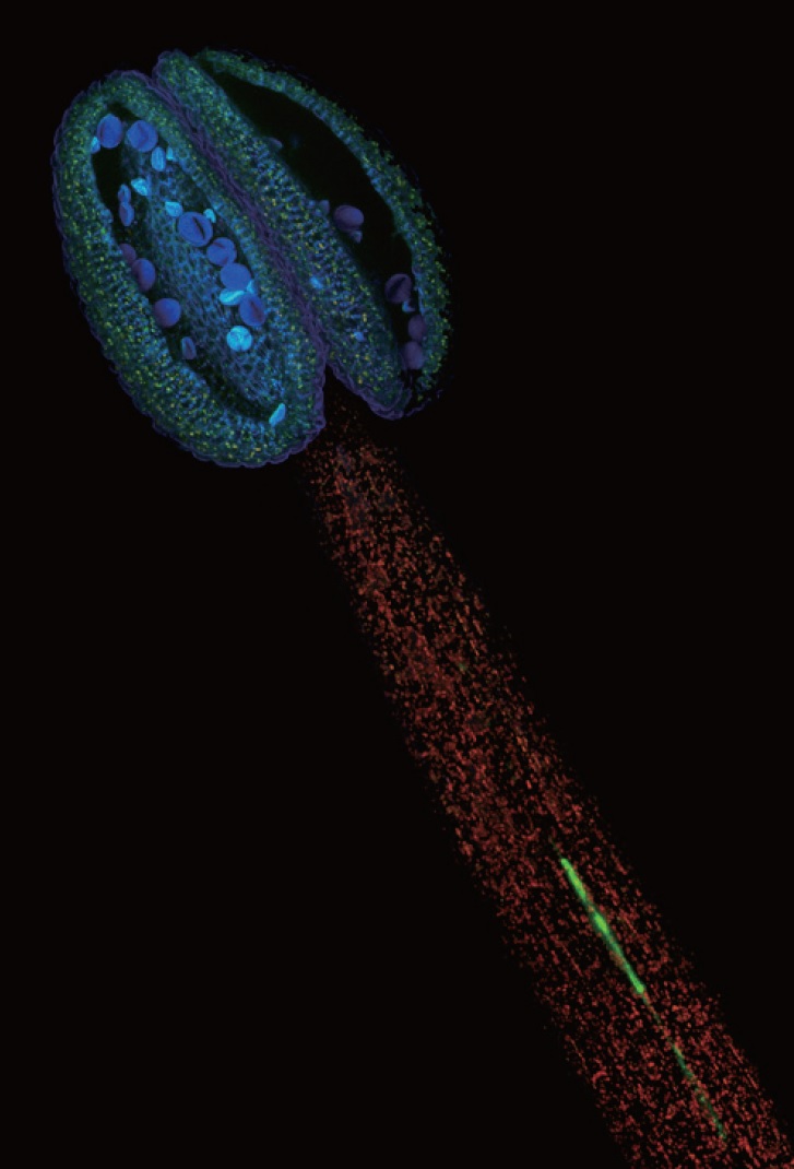 鋼鐵人即刻救援：發現植物運輸鐵離子的IMA胜肽家族