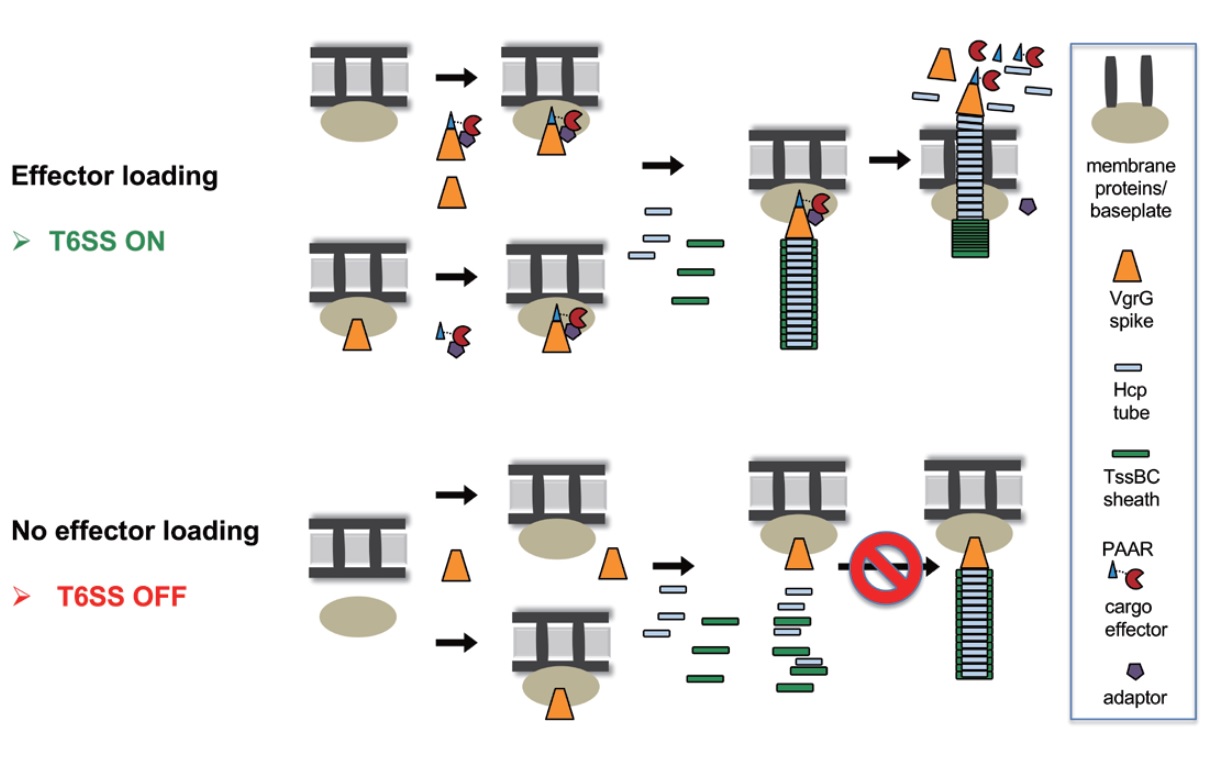 效應分子的裝載活化細菌第六型分泌系統之組裝