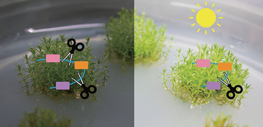 植物中光線調控替代性剪接的分子機制