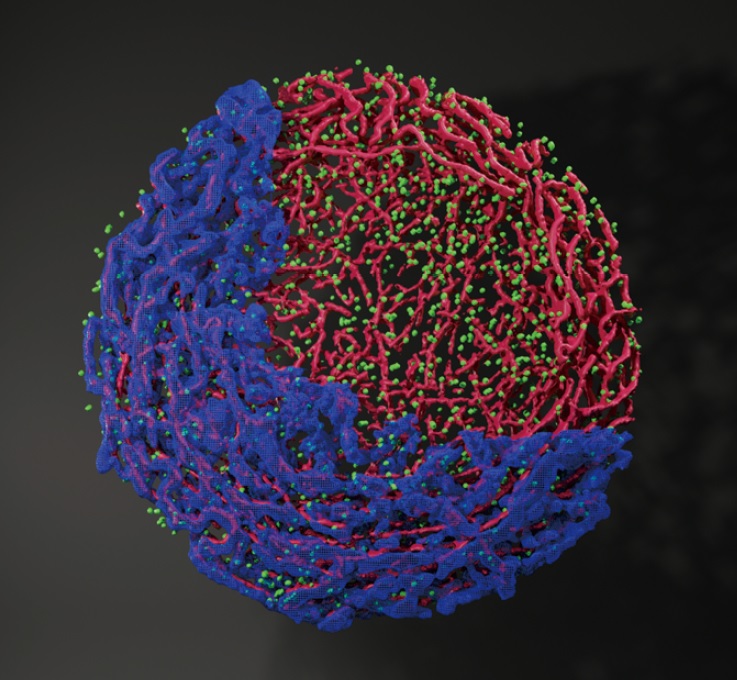 Dynamic Localization of Spo11-1 and Conformational Changes of Meiotic Axial Elements During Recombination Initiation of Maize Meiosis