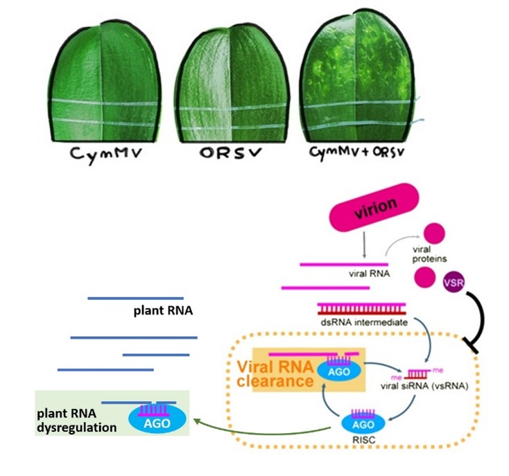 全基因組分析感染蝴蝶蘭兩種重要病毒之小RNA