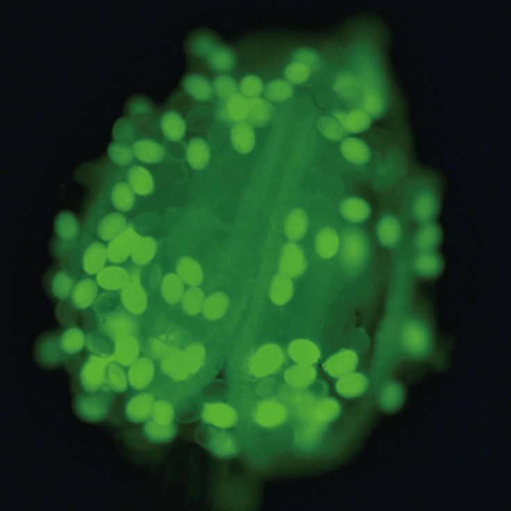 花粉受孕關鍵脂質的來源