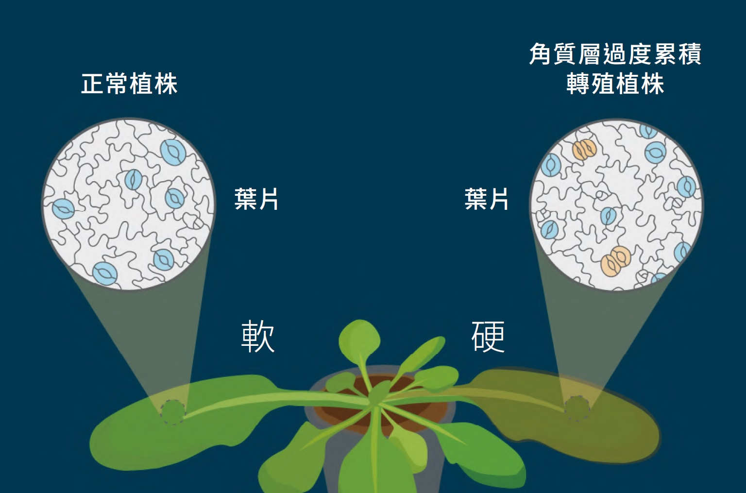 植物也需要去角質？探索植物氣孔排列和角質生成之調控