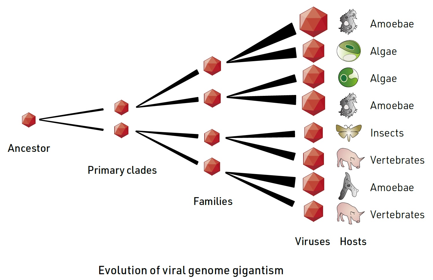Insights into Genome Evolution of Giant Viruses