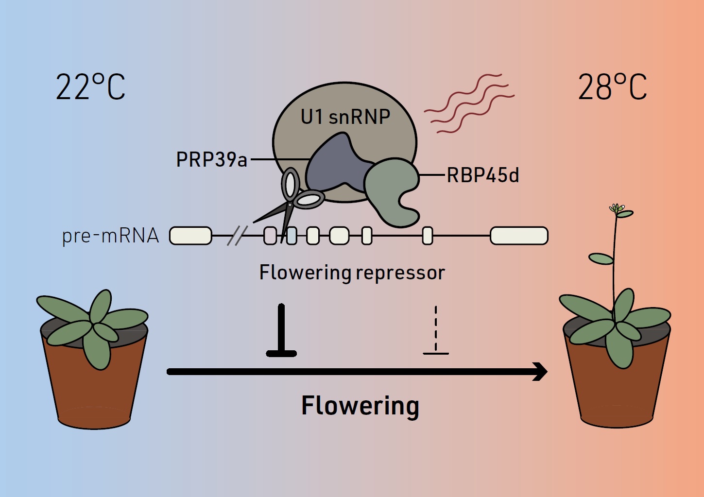 溫度影響植物開花的新調控機制