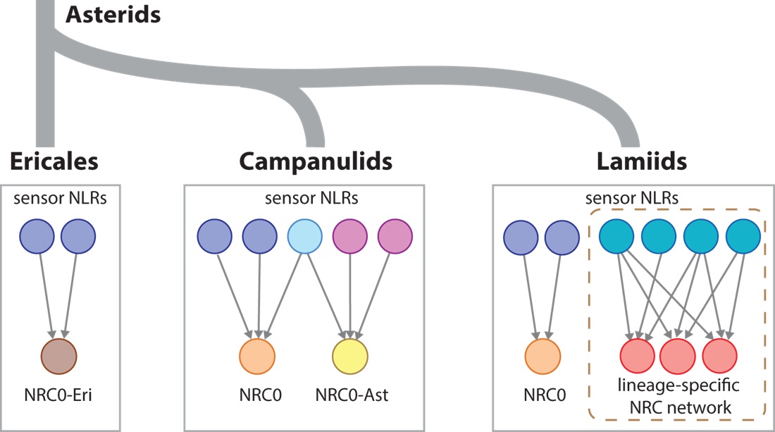 植物複雜免疫受體網路的擴張