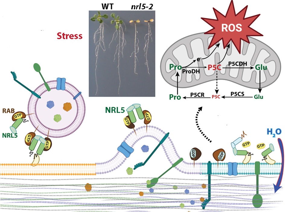 The nonphototrophic hypocotyl 3 (NPH3) domain protein NRL5 is a trafficking-associated GTPase essential for drought resistance