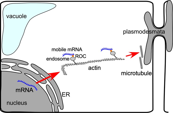 移動型mRNA的漫長旅程：從一趟搭便車之旅開始