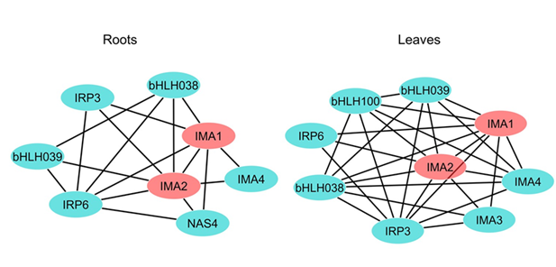 Gautam et al., Plant Physiol 2021. Dr.&nbsp;Wolfgang Schmidt&rsquo;s lab, IPMB