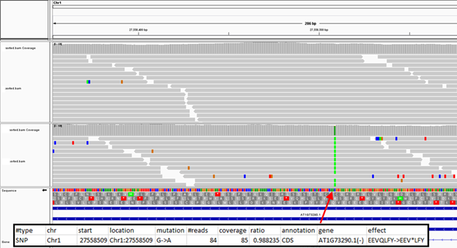 SNP-caused premature codon. Data from Dr.&nbsp;Wan-Hsing Cheng&rsquo;s lab, IPMB