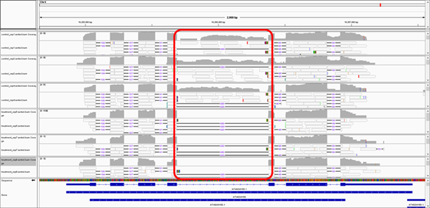 Condition-sensitive intron retention. Detected in 1% data of NCBI SRA SRP071829. Dr.&nbsp;Majori Matzke&rsquo;s lab, IPMB
