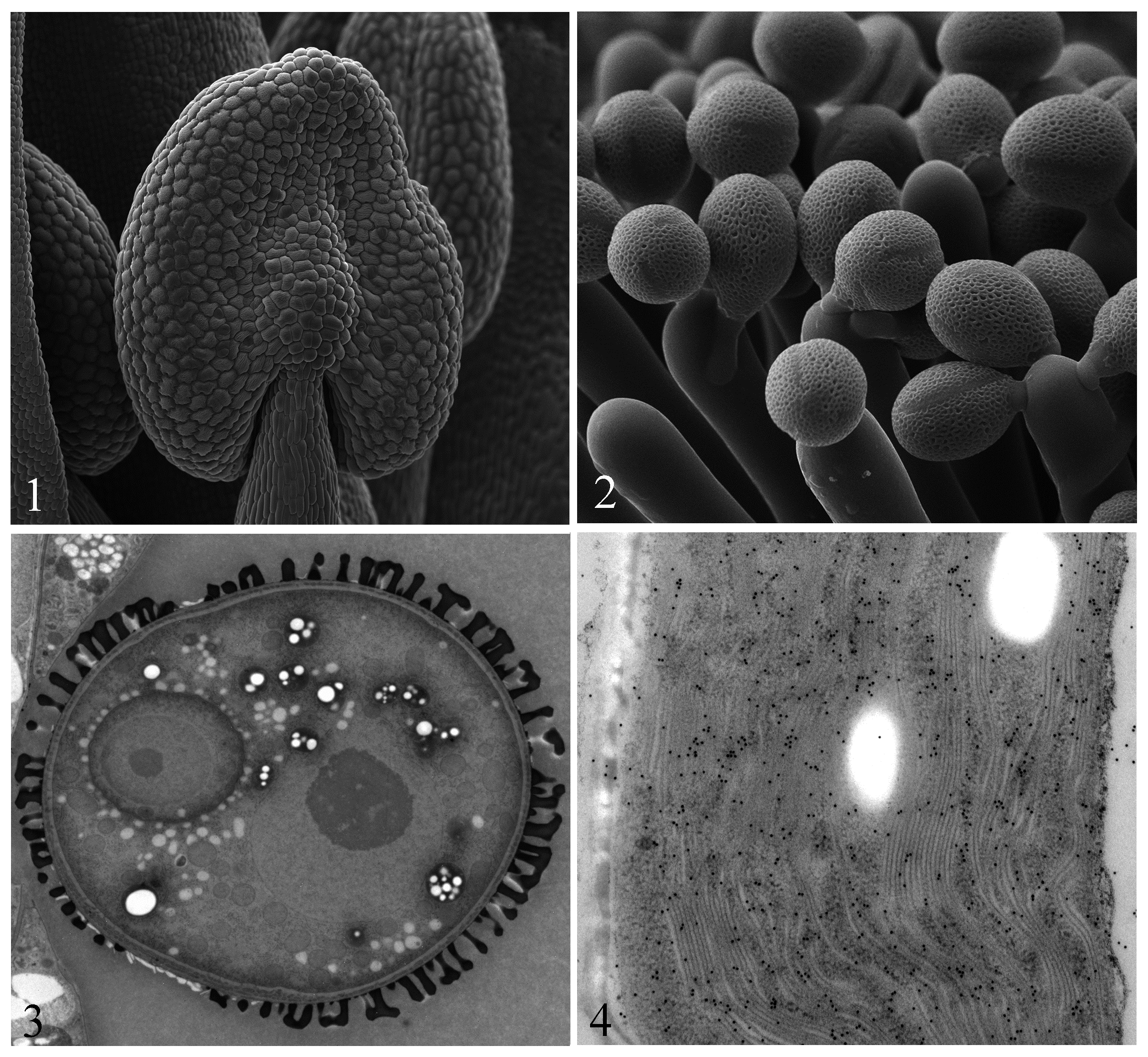 IPMB | 中央研究院植物暨微生物學研究所