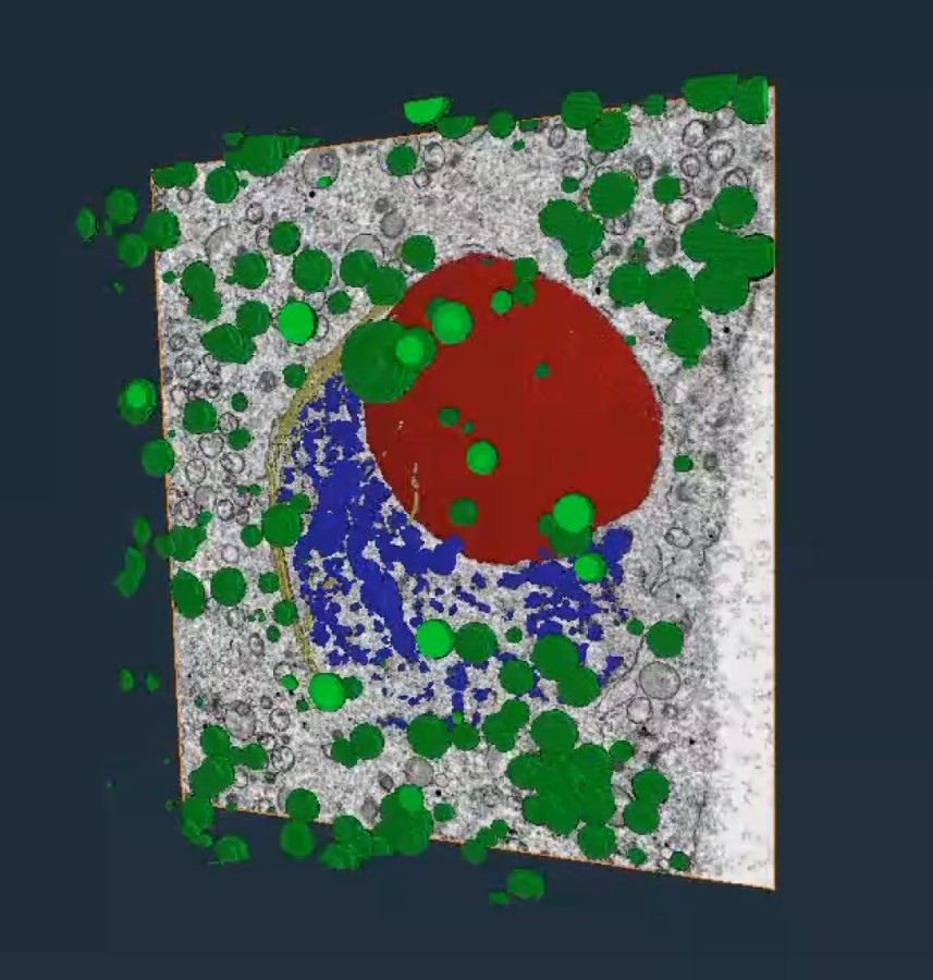 Three-dimensional reconstruction of a maize male meiocyte