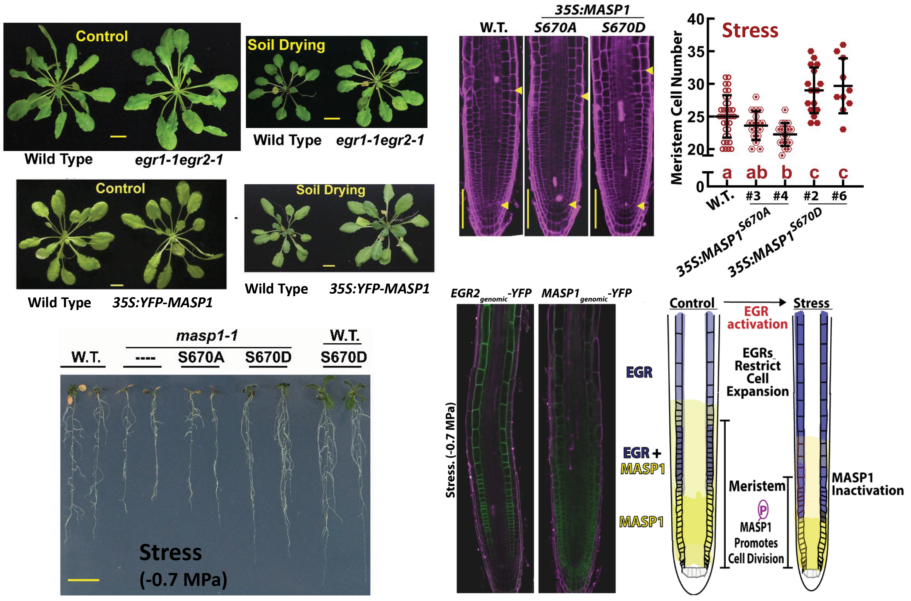 EGR_MASP1--Fig_2