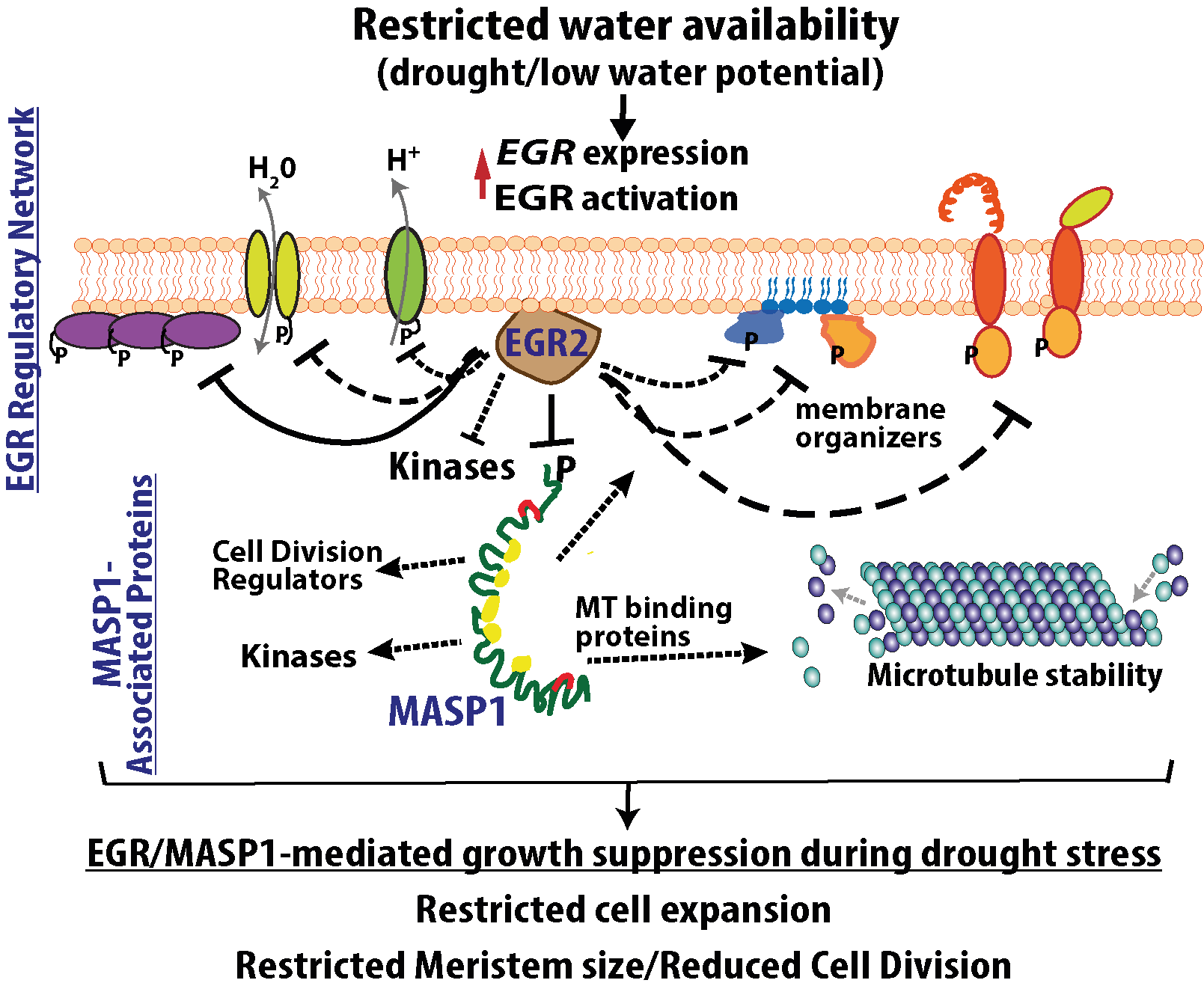 EGR_MASP1_research_model_--Fig_3